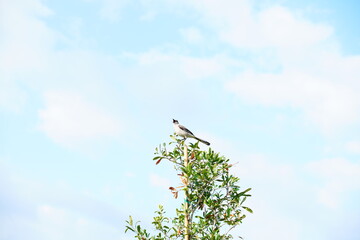 Summer landscape Cypress Point Park and Tampa Bay in Florida. It is close to TPA airport and is an Oceanfront park with a boardwalk, hiking trails, dunes, picnic shelters and a canoe dock.	