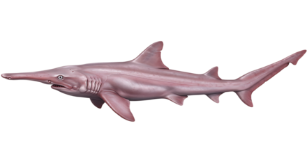 Pink Goblin Shark with Protruding Snout and Visible Gill Slits Side View