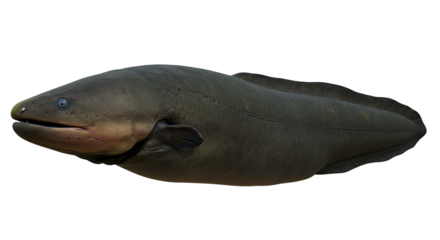 Sleek dark green eel with small blue eye and visible lateral line