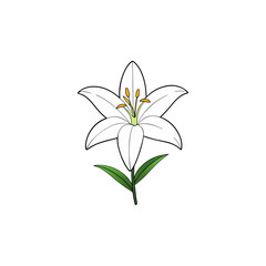 Naklejka premium realistic lily flower blooming on white background 