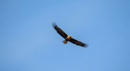 Obraz premium Majestic Bird in Flight Against Blue Sky Landscape