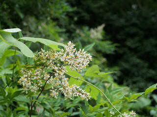 ナンテンの花が咲いている