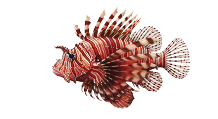 Striking Red and White Striped Lionfish with Elaborate Fins and Spines