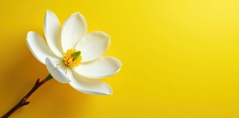 Fototapeta premium Vibrant yellow backdrop, pristine magnolia bloom , floral, plant, image