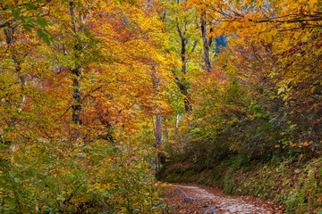日本の風景・秋　立山黒部アルペンルート　紅葉の黒部ダム（黒部湖）　湖畔遊歩道