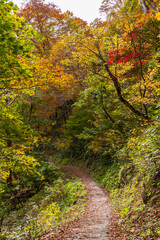 日本の風景・秋　立山黒部アルペンルート　紅葉の黒部ダム（黒部湖）　湖畔遊歩道