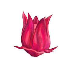 Raw fresh Hibiscus flower for Hibiscus tea