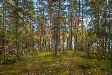 View of the mixed autumn forest near the village of Lumivaara on a sunny autumn day, Ladoga Skerries, Lahdenpohya, Republic of Karelia, Russia