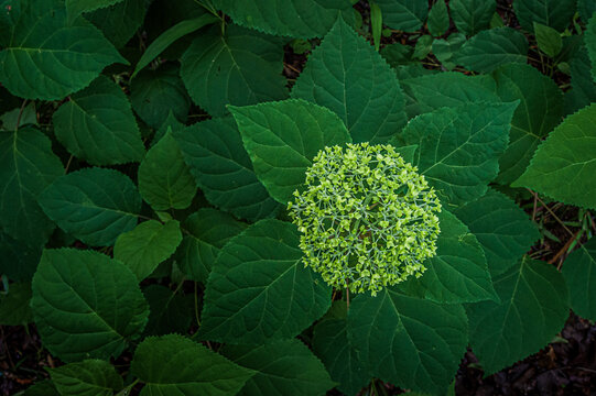 紫陽花
Hydrangea