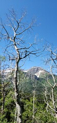 trees in the mountains