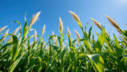 Fototapeta premium Vibrant field of tall green corn plants swaying gently under clear blue sky, showcasing beauty of nature and agricultural growth