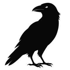 raven on white background