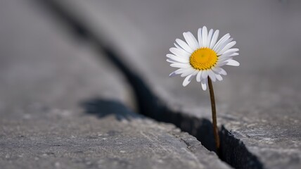 A single daisy growing out of a crack in concrete showing resilience and determination in nature