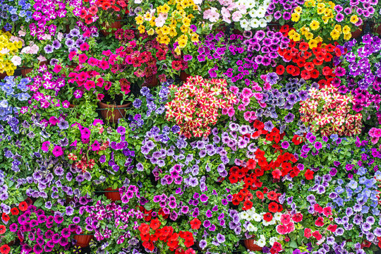 Background, wall of Pitunia flowers. Urban improvement, decoration of the city. Use for template and postcards. High quality photo