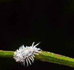 "Alien Form: Mealybug on the Move"