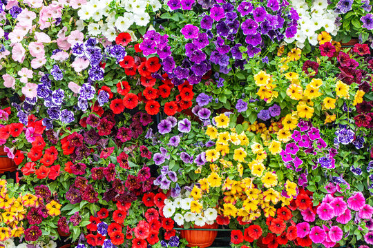 Background, wall of Pitunia flowers. Urban improvement, decoration of the city. Use for template and postcards. High quality photo