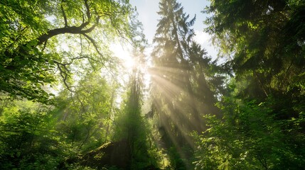 Obraz premium Sunlight through vibrant green forest canopy