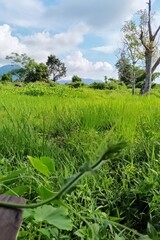 green grass and sky