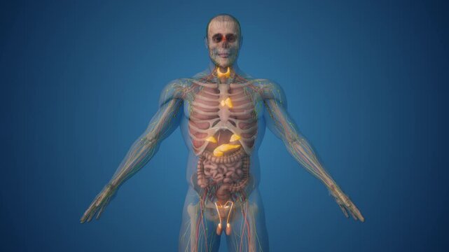 Endocrine Functions in the Male Human Body