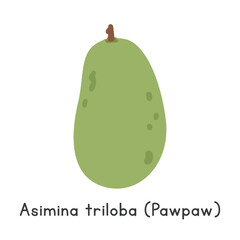 Asimina triloba flat vector illustration. Green Asimina triloba or Common pawpaw cartoon clipart style isolated on white background. Tropical and Exotic fruit concept