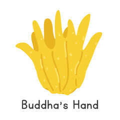 Obraz premium Buddha's hand flat vector illustration. Yellow Buddha's hand fruit cartoon clipart style. Also known as fingered citron, hand of Buddha, bushukan, sarcodactylis, or Citrus medica var. sarcodactylis