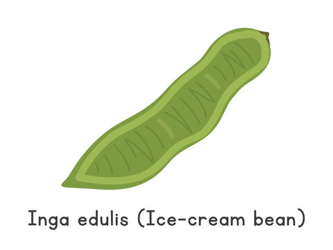 Inga edulis flat vector illustration. Green inga edulis or ice-cream bean cartoon clipart style isolated on white background. Also known as ice-cream-bean, joaquiniquil, cuaniquil guama, guaba