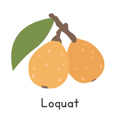 Loquat flat vector illustration. Orange loquat cartoon clipart style isolated on white background. Tropical and Exotic fruit concept