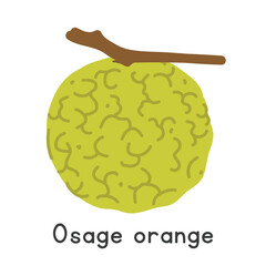 Osage orange flat vector illustration. Osage orange or Maclura pomifera cartoon clipart style isolated on white background. Figs and Relatives concept