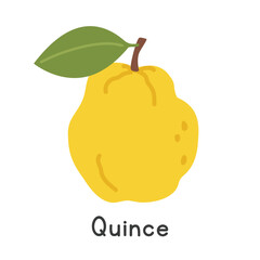 Quince flat vector illustration. Yellow quince fruit or golden apple cartoon clipart style isolated on white background. Pome and Apple-like fruit concept