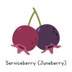 Juneberry flat vector illustration. Juneberry or Serviceberry cartoon clipart style isolated on white background. Berry fruit concept