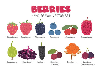 Berries flat vector illustration set in cartoon clipart style. Strawberry, raspberry, blackberry, blueberry, cranberry, boysenberry, gooseberry, elderberry, mulberry, chokeberry, cloudberry, juneberry