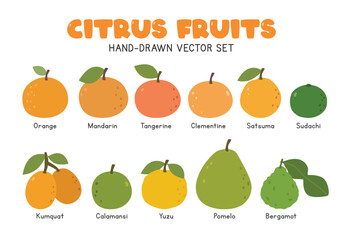 Citrus fruits flat vector illustration set in cartoon clipart style. Orange, mandarin, tangerine, clementine, satsuma, sudachi, kumquat, calamansi, yuzu, pomelo, bergamot