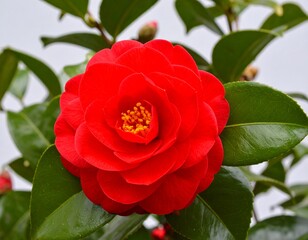 Striking Red Camellia Blossom Surrounded by Green Leaves