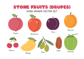 Stone fruits or Drupes flat vector illustration set in cartoon clipart style. Peach, nectarine, plum, apricot, cherry, mango, olive, date, coconut