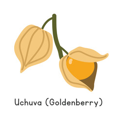 Uchuva flat vector illustration. Uchuva or Cape gooseberry or goldenberry cartoon clipart style isolated on white background. Unusual and Lesser-known fruit concept