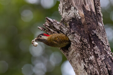 spot-breasted woodpecker or spot-breasted flicker (Colaptes punctigula)