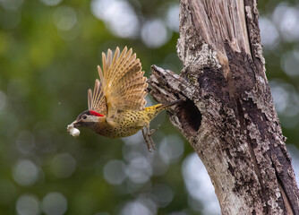spot-breasted woodpecker or spot-breasted flicker (Colaptes punctigula)