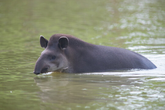 South American tapir (Tapirus terrestris) in the colombian jungle