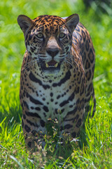 Jaguar (Panthera onca) in the colombian jungle