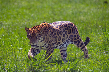 Jaguar (Panthera onca) in the colombian jungle