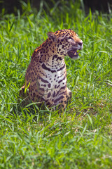 Jaguar (Panthera onca) in the colombian jungle
