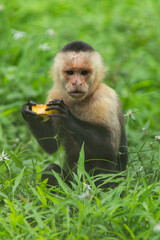 Obraz premium Colombian white-faced capuchin (Cebus capucinus) in the forest