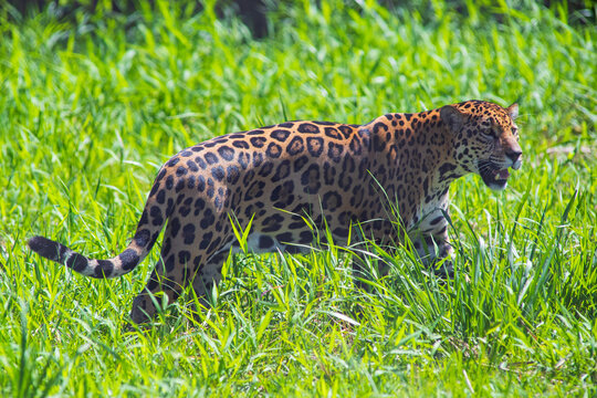 Jaguar (Panthera onca) in the colombian jungle