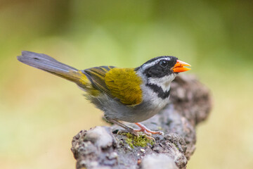 orange-billed sparrow (Arremon aurantiirostris) in the colombian jungle