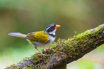 orange-billed sparrow (Arremon aurantiirostris) in the colombian jungle