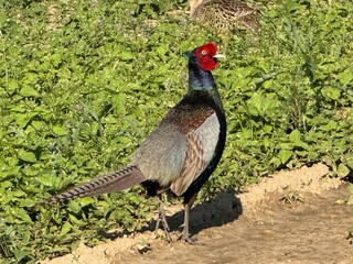 red pheasant male