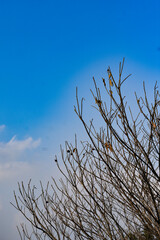 Dead branches of a tree with blue sky .