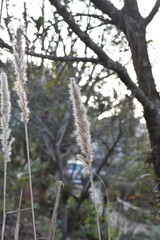 Kans grass also known as Kash flower .