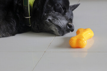 A dog sleeps contentedly on the floor next to a yellow plastic bone toy