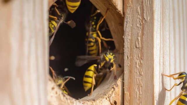 Severe wasp infestation in the corner of a wooden shed. The image captures dozens of yellow jackets swarming aggressively around a large, intricately detailed papery grey nest partially attached to th